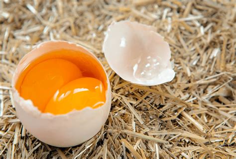 two yolks in one egg|Double Yolk Eggs: Causes, Safety and Other Egg Laying Anomalies.
